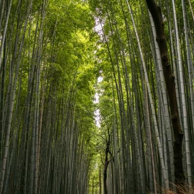 君王荣耀游戏